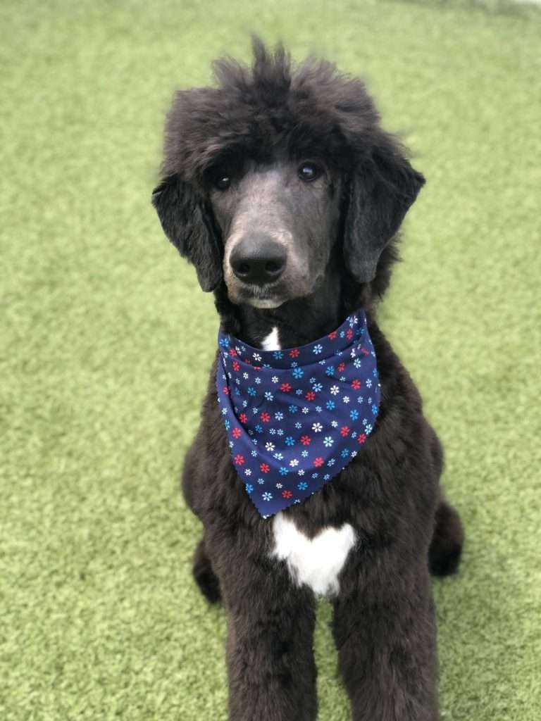Spa - Uptown Pup Indianapolis dog grooming broad ripple indianapolis
