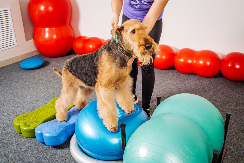 Home Uptown Pup Indianapolis Dog Daycare Boarding Grooming Training