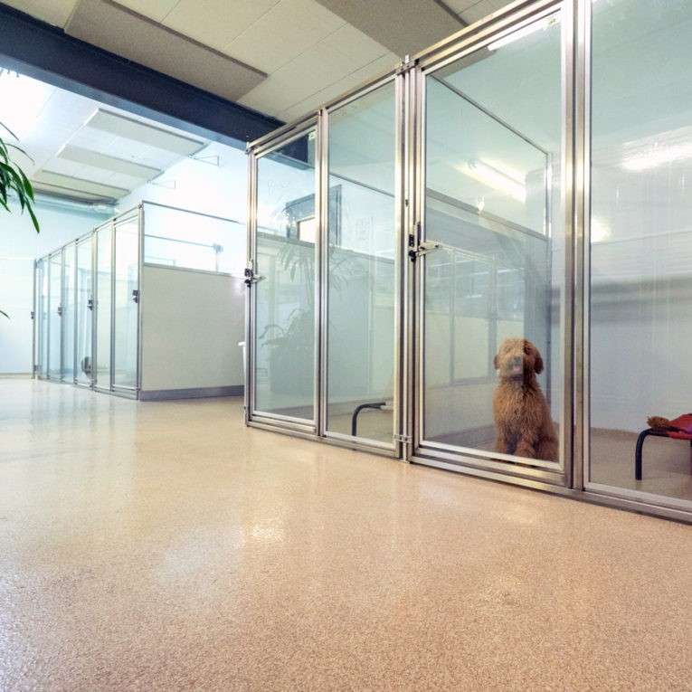 Dog boarding suites at Uptown Pup