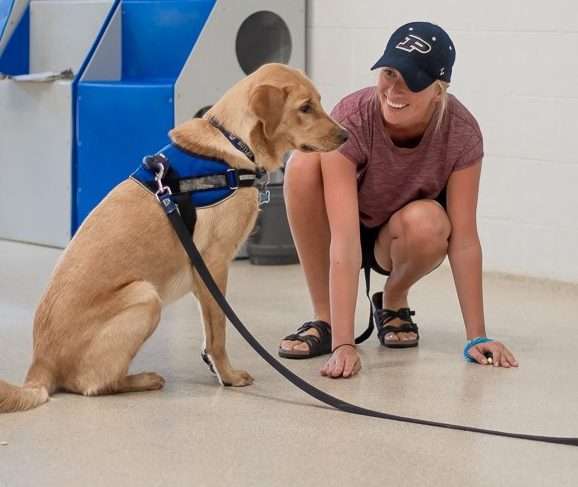 Individualized dog training at Uptown Pup