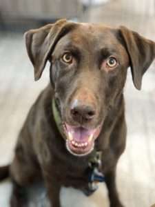 Lambeau, dog training assistant and KPA grad dog