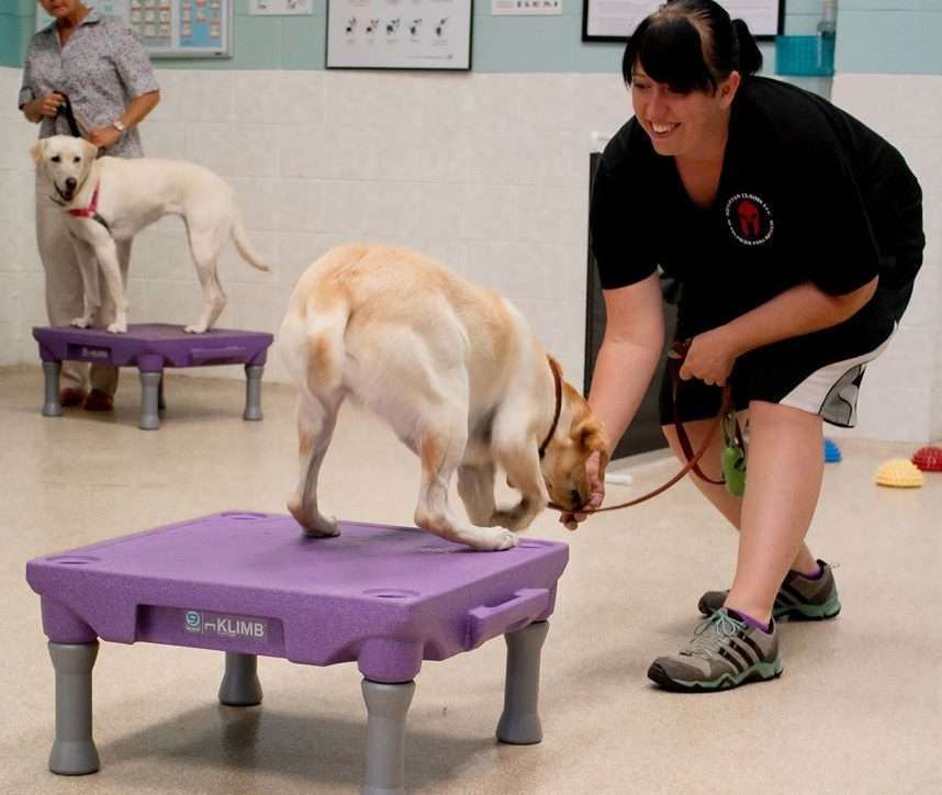 dog obedience school boarding