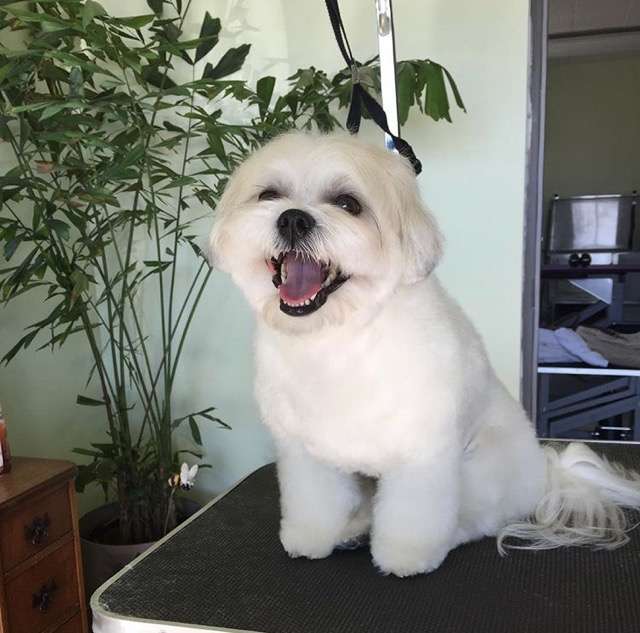 will groomers groom a dog in heat