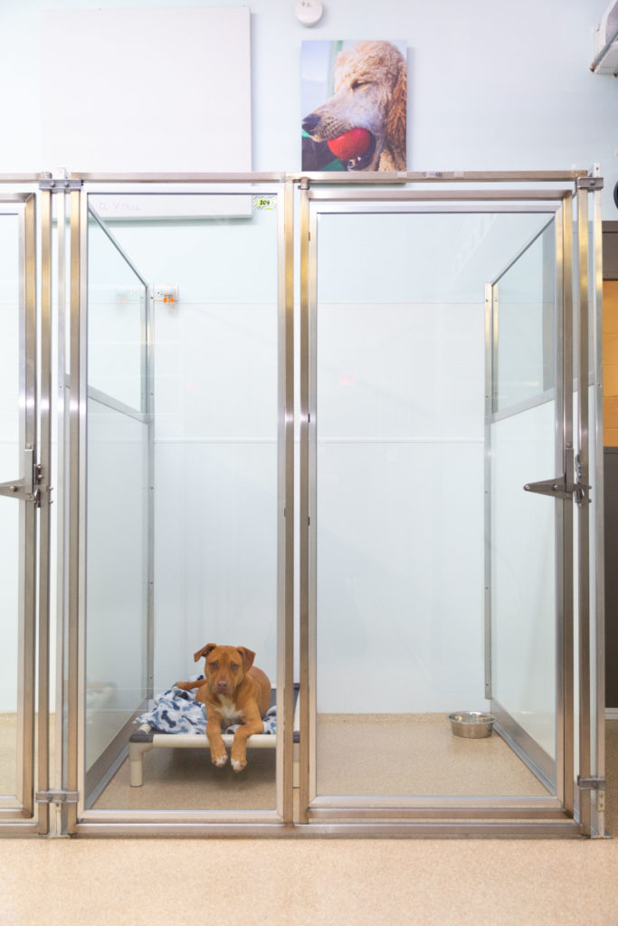 A Loft Suite at Uptown Pup