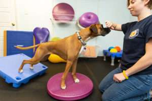 Canine fitness training at Uptown Pup