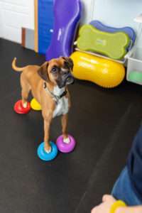 Canine fitness training for balance