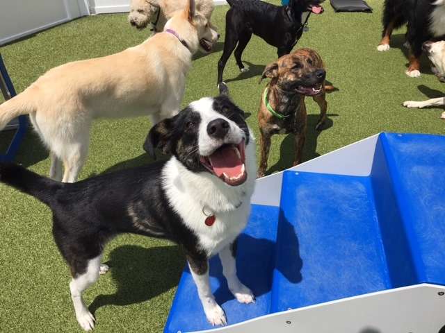 Uptown Pup - Dog Daycare Training Boarding Grooming Broad Ripple