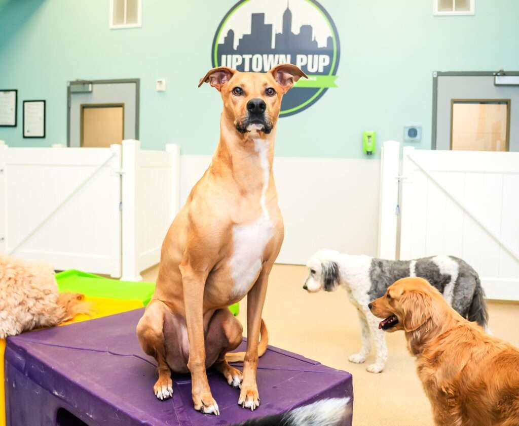 Dog Daycare at Uptown Pup