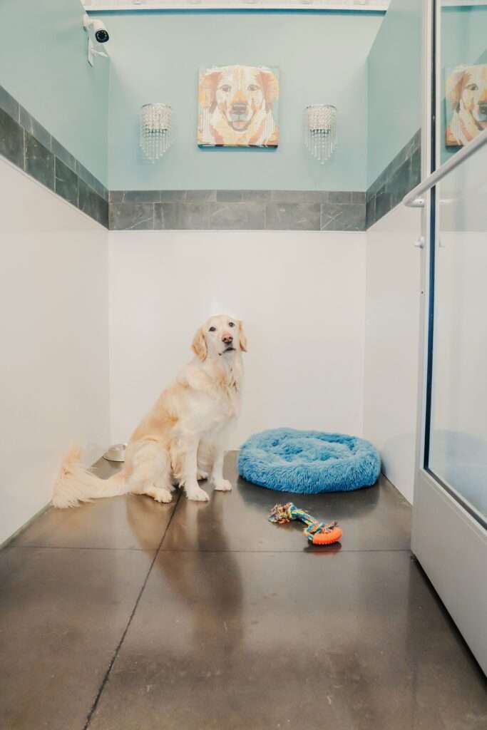 Penthouse Suite at Uptown Pup